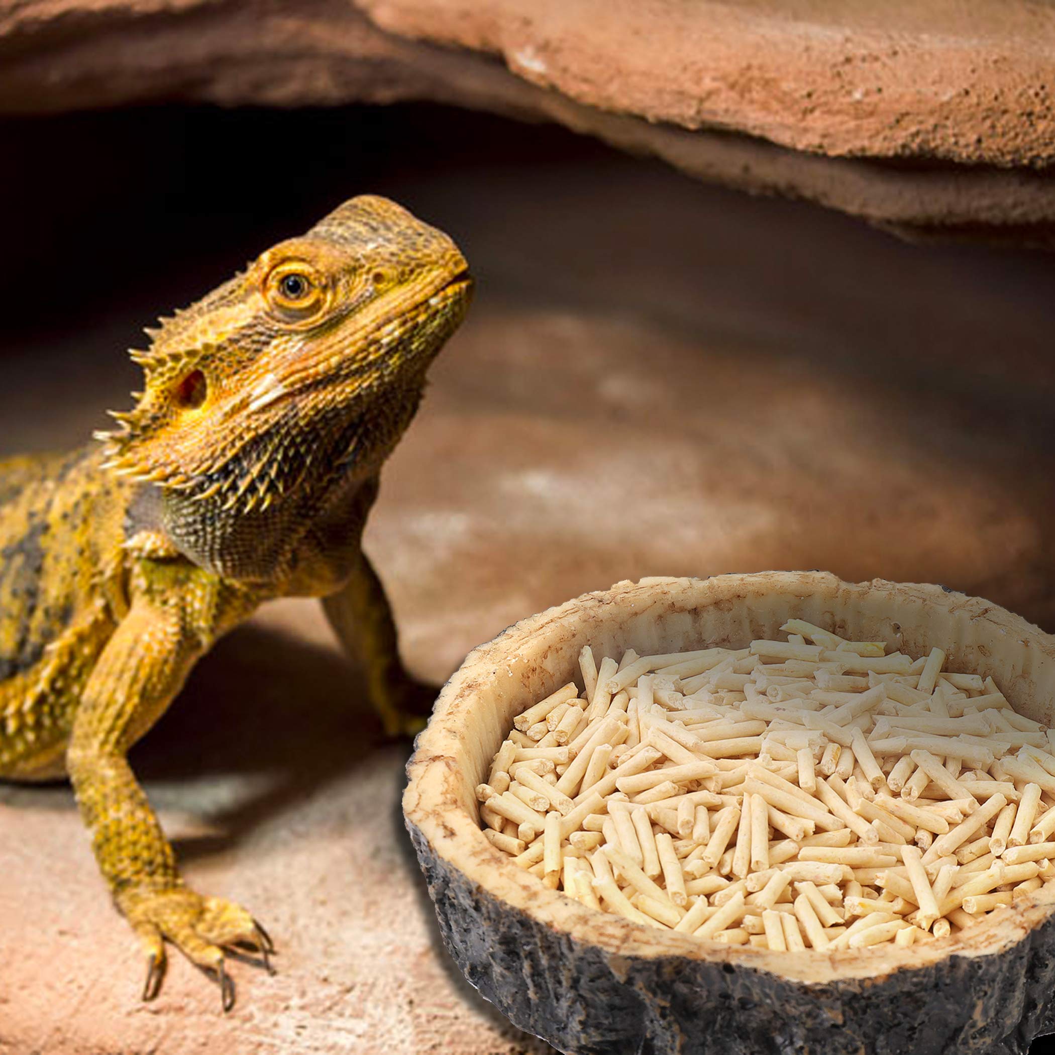 CalPalmy 2 Pack Reptile Water and Food Bowls, Novelty Food Bowl for Lizards, Young Bearded Dragons, Small Snakes and More - Made
